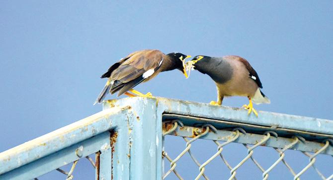 Birds
