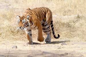 A Tiger's tale: Watch film on late Machli the undisputed queen of Ranthambore