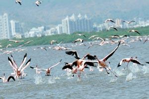 Battle to save Navi Mumbai wetlands moves online