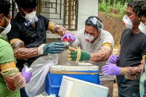 Nipah outbreak in Kerala claims 3 lives; 8 under observation