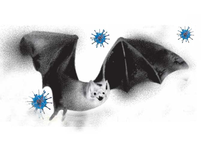 Nipah bat virus
