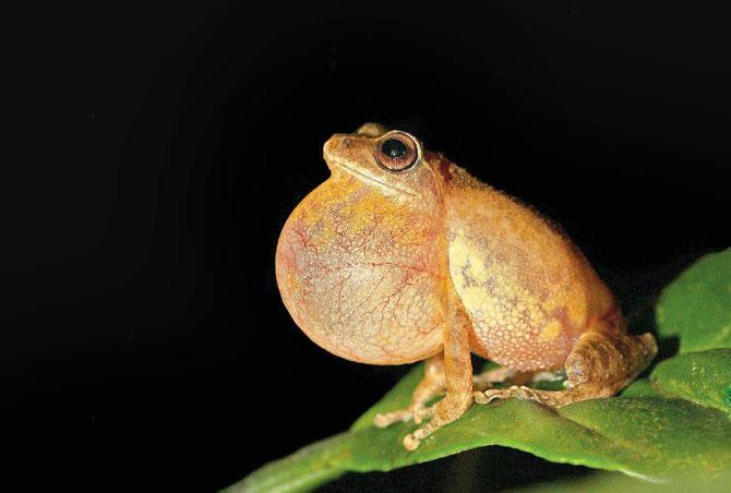 Raorchestes charius, Coorg
