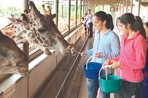 Saina Nehwal enjoys safari time in Bangkok