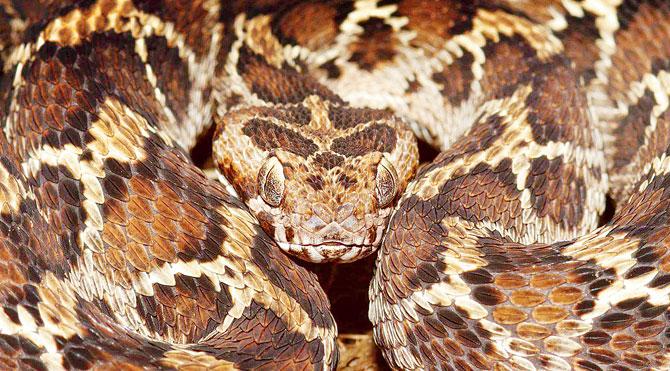 Saw scaled viper, Bhagwan Mahaveer Wildlife Sanctuary, Goa. Pics Courtesy/Dr Caesar Sengupta