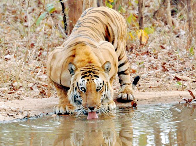 Male tiger Dendu (also known as T1) has also been missing. Pic/Deepak Chaddha