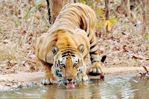 What is causing tiger deaths in India? Probe report reveals startling details