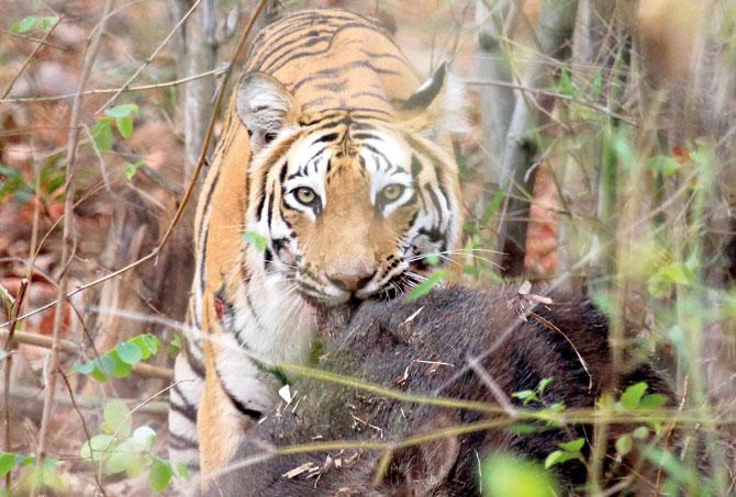 Apart from Jai, female tiger Alpha (also known as T1) are also missing. Pics/Aditya Agarwal, Deepak chaddha