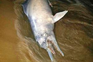Mumbai: Decaying carcass of male dolphin washes ashore
