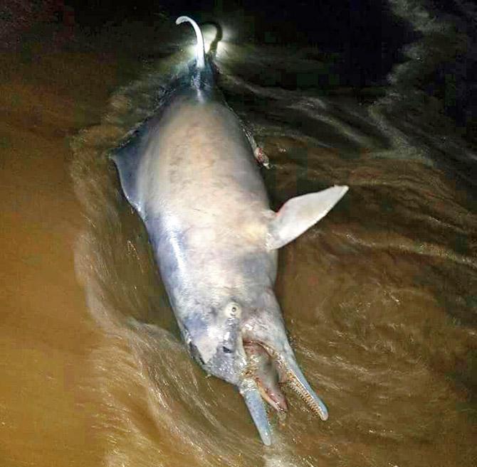 The male Indian ocean humpback dolphin washed ashore on Wednesday night