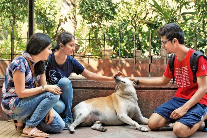 Welfare of Stray Dogs