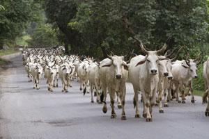 US: India not prosecuting cow protection vigilantes