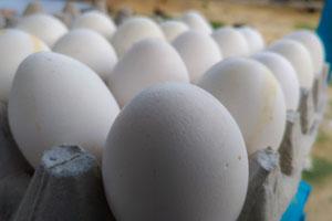 This is what daily egg consumption can do
