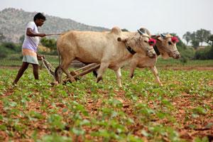 KCR Government to ensure measures to support farmers in Telangana