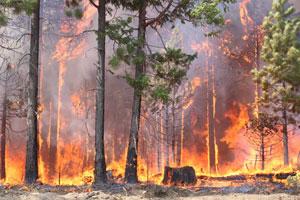 Vaishno Devi yatra remains suspended due to forest fire