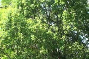 5 sandalwood trees stolen from Pune Raj Bhawan