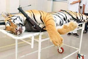 Killing of tiger in Maharashtra should be treated as a wildlife crime