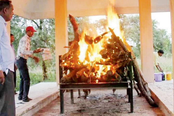 Avni, also known as T1,  was cremated after its post-mortem was done