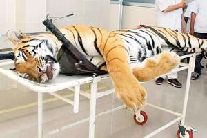 Avni (T1) tigress shot dead in Yavatmal: Was it murder or self defence?