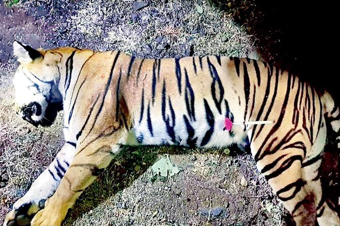 A handout photo released by the forest department showing the dead body of the tigress
