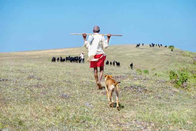 A shepherd with his herd at Masai plateau, 30 km from Kolhapur