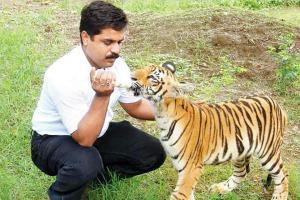 Senior vet blames nawab for failure of op to capture tigress Avni (T1)