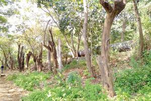 Over 50 percent trees transplanted at Aarey for Metro work dead