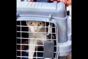 Mumbai: Kitten rescued at Vile Parle stn after 5-day rescue operation