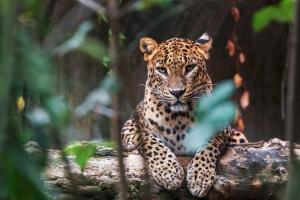 Leopard cub sneaks into Shimla, rescued