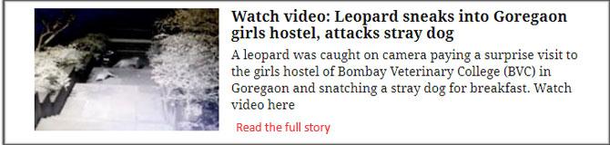  Watch Video: Leopard Sneaks Into Goregaon Girls Hostel, Attacks Stray Dog