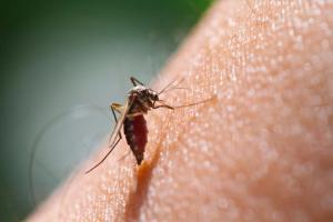 India, 15 African countries account for 80pc of world's malaria cases