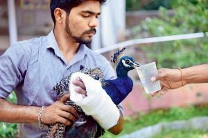 Mumbai: Hurt peacock wandering near SoBo traffic rescued