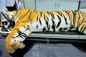A week after tigress Avni T1's murder, rogue hunter yet to submit rifle
