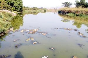 Taloja residents march to save local rivers