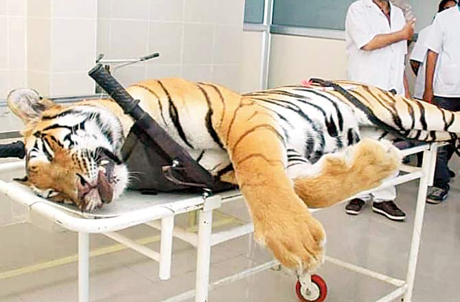 While Nawab Shafat Ali Khan was roped in for the operation, it was his son Asghar who killed the tigress. File pics