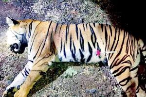 Tigress Avni (T1) shot dead: Post-mortem shows she hadn't eaten in days