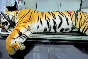 'When tigress Avni (T1) came, they started the lights and shot her'