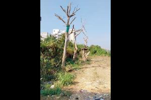 Mumbai: Half the trees that MMRC transplanted have died