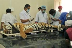 Tigress Avni's (T1) post-mortem report reveals she died of gunshot