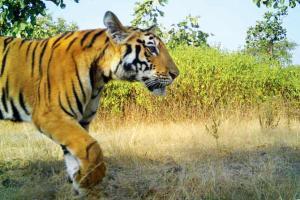 With sighting of T1's cubs, team of experts to help rescue them