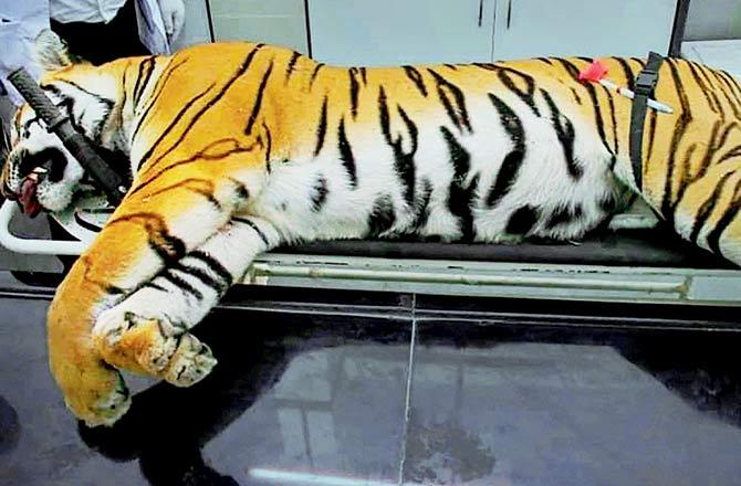 Tigress T1 was shot dead in Pandharkawda