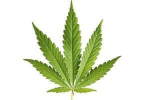 Seven robbers held, daggers and over half kg cannabis seized