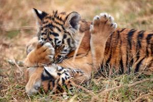 Tigress Avni (T1)'s cubs spotted near village in Pandharkawda