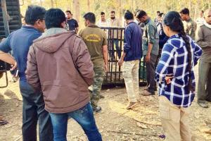 Forest department sets up cages to trap tigress Avni (T1)'s cubs