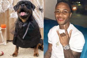 Manchester City star Sterling buys Rottweiler to protect his family