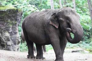 Woman injured in elephant attack