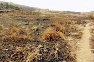 Forest dept nabs five locals after fire destroys 1,500 trees in Kalyan