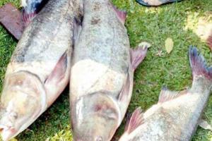No question of allowing import of fish without FDA compliance: Goa govt