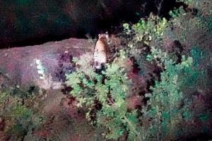Leopard spotted on old Mumbai-Pune highway
