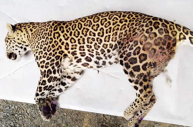 Leopard