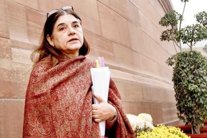 Maneka Gandhi. Pic/Getty Images